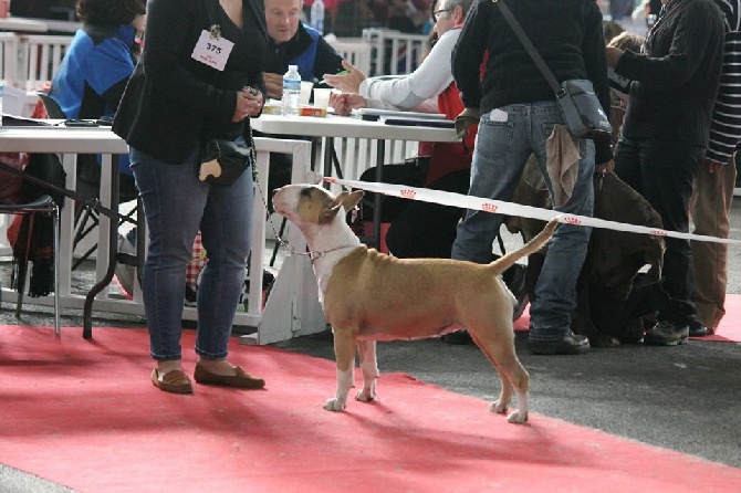 Des Terres D'aphrodite - CACS/CACIB/MEILLEUR DE RACE POITIERS 2016