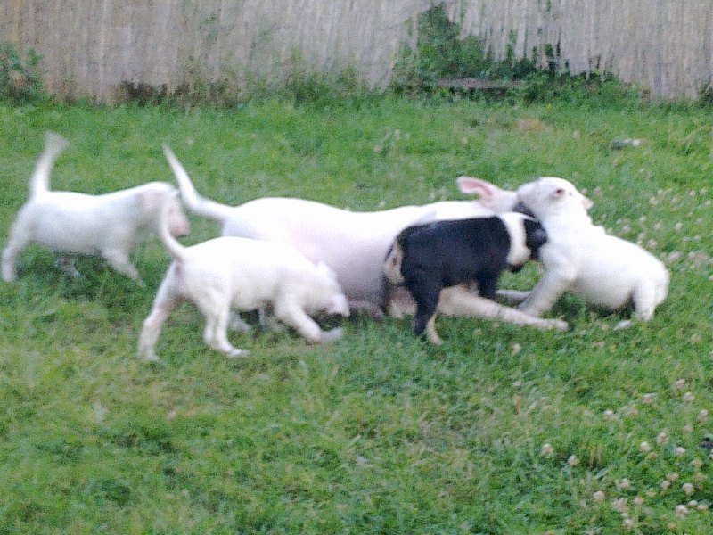 Des Terres D'aphrodite - Bull Terrier - Portée née le 09/05/2011
