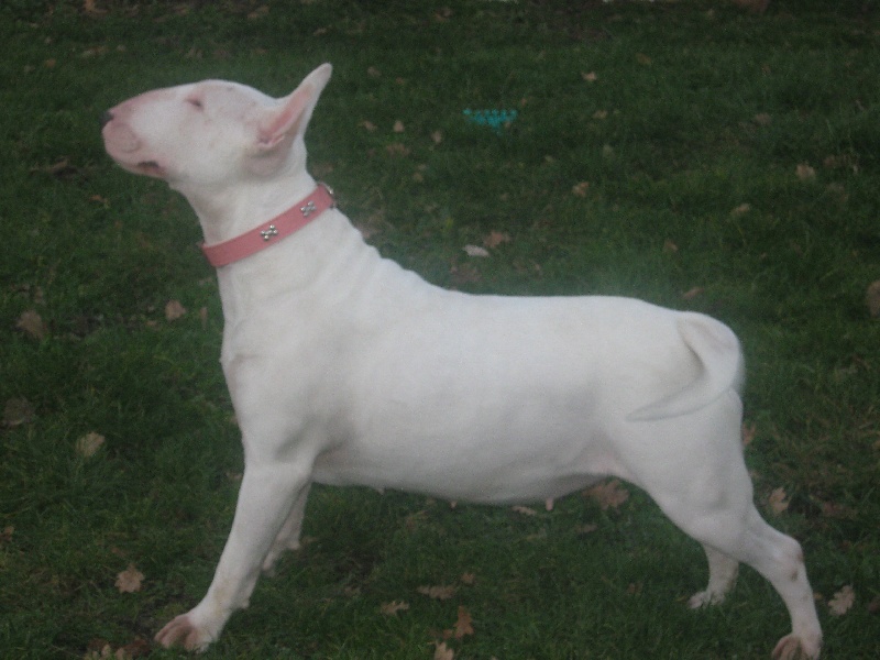 Diva de vaskora
