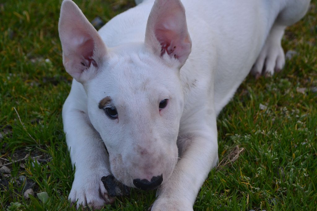 Chiot Bull Terrier Des Terres D'aphrodite